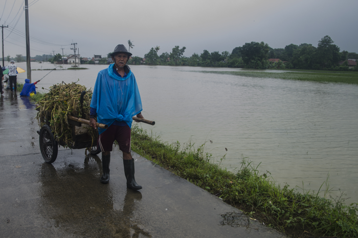 Warga membawa tanaman kangkung yang rusak akibat areal sawah terendam banjir di Kabupaten Karawang, Jawa Barat, Kamis (2/3/2023).