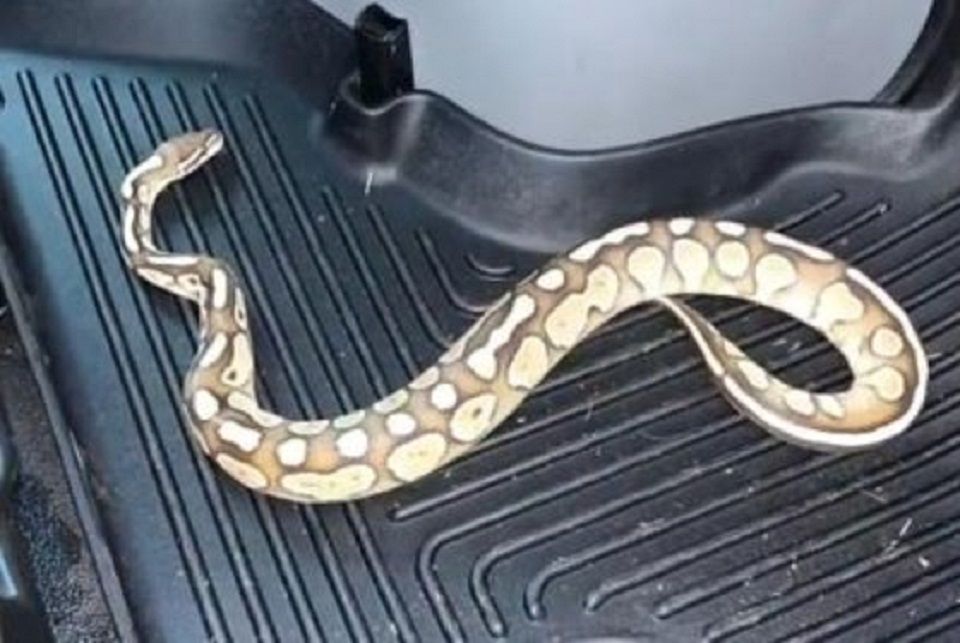 Ball python yang hilang sempat melintasi Virginia dengan truk U-Haul.