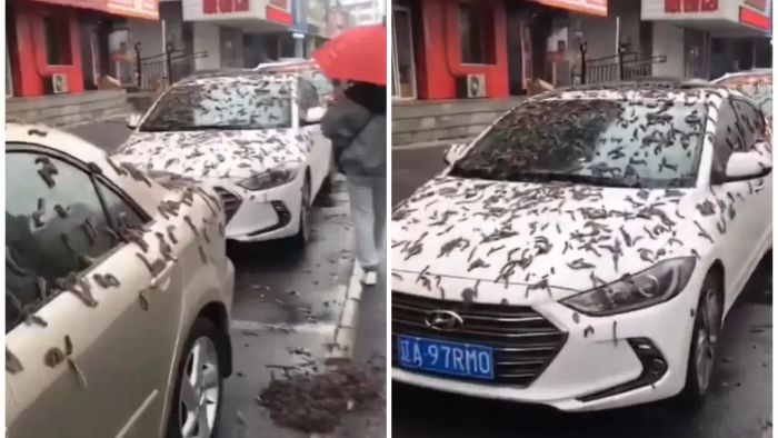 Viral video hujan cacing di China