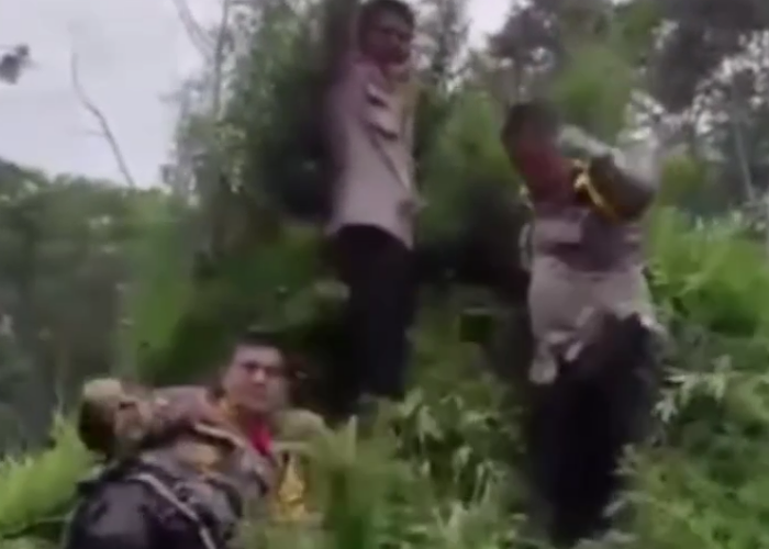   Petugas polisi sedang memusnahkan puluhan hektare ladang ganja di Aceh   