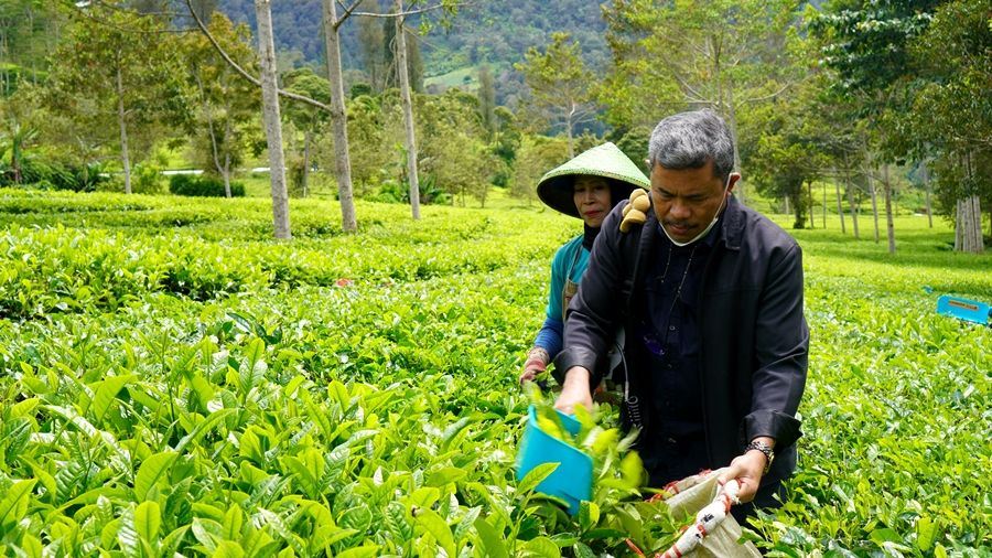 Tampilan memetik teh menggunakan mesin petik listrik di perkebunan teh PTPN VIII Kebun Malabar, Pangalengan, Kabupaten Bandung.