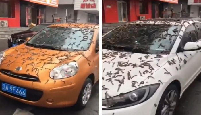 Fenomena aneh yang diduga adalah hujan cacing di Beijing, China menuai pro dan kontra, serta mendapat banyak bantahan terkait unggahan video yang beredar di media sosial Twitter tersebut. Simak fakta selengkapnya berikut ini. /Tangkapan layar/Twitter/@TheRioTimes