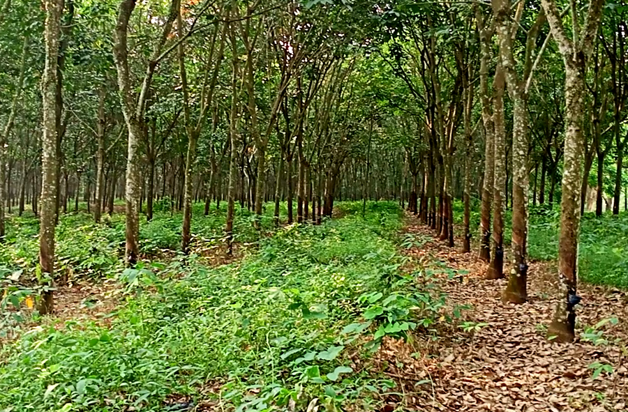 Unit perkebunan karet PTPN VIII di Rajamandala, Kabupaten Bandung Barat (KBB) Jawa Barat.