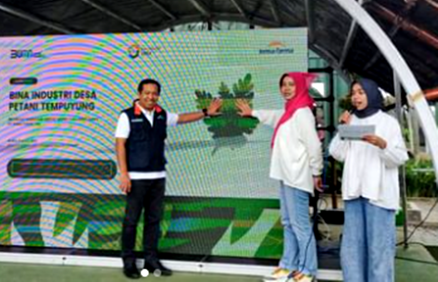 Peluncuran budidaya tempuyung usaha pertanian obat penyakit ginjal di Desa Sukamanah, Pangalengan , Kabupaten Bandung, Jawa Barat, Rabu, 14 Maret 2023. 