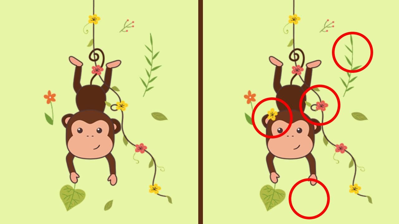 Jawaban tes IQ dalam menemukan perbedaan gambar monyet bergelantungan.