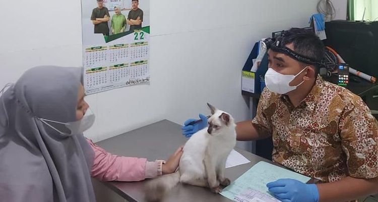 Seekor kucing sedang menjalani pemeriksaan di UPTD Klink Hewan, Rabu 15 Maret 2023