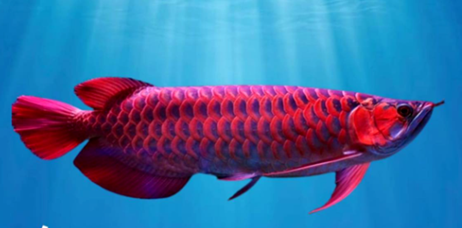 Tamilan ikan Arwana yang aslinya bernama Arowana, jenis Super Red.