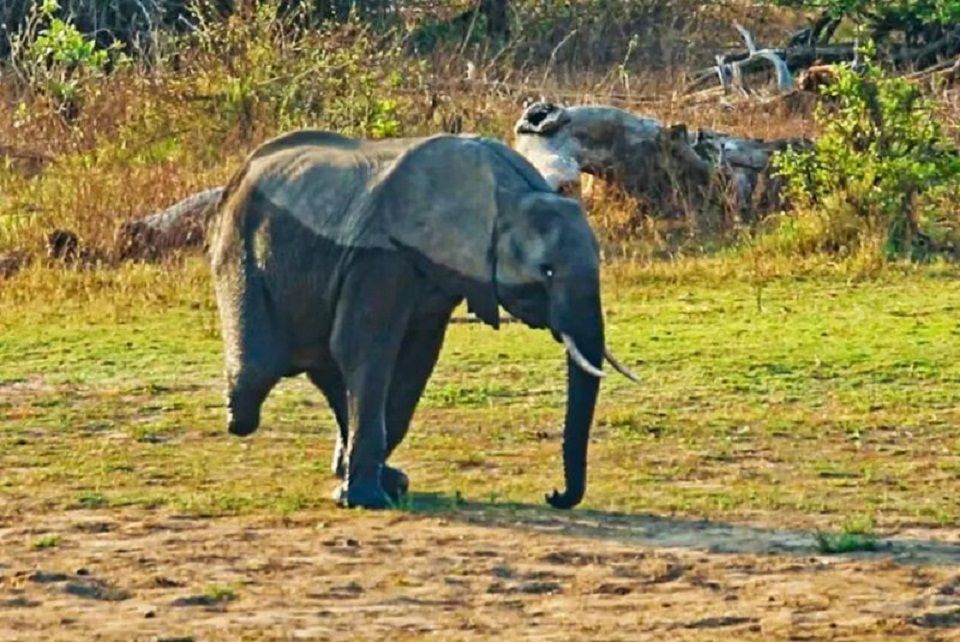 Vutomi si gajah yang terlihat pincang dan hanya memiliki tiga kaki.  