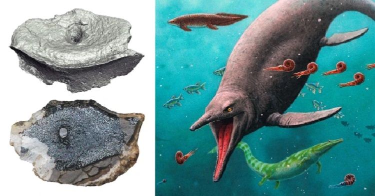 Reptil mirip belut ini konon pernah hidup di air dan merupakan nenek moyang ichthyosaurus berbentuk lumba-lumba . 