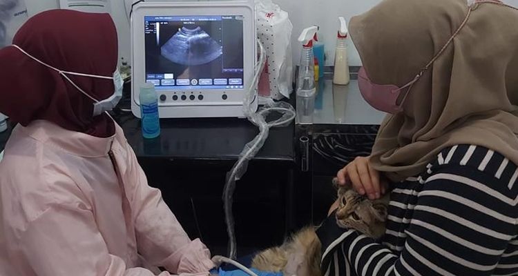 Seekor kucing sedang menjalani pemeriksaan di UPTD Klink Hewan, Rabu 15 Maret 2023