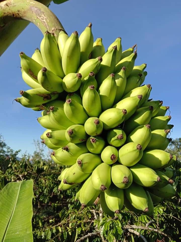 Buah pisang