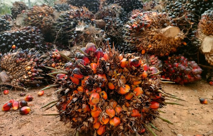 Berikut Harga TBS Sawit Jambi Periode 17 hingga 23 Maret 2023, Baca Info Selengkapnya