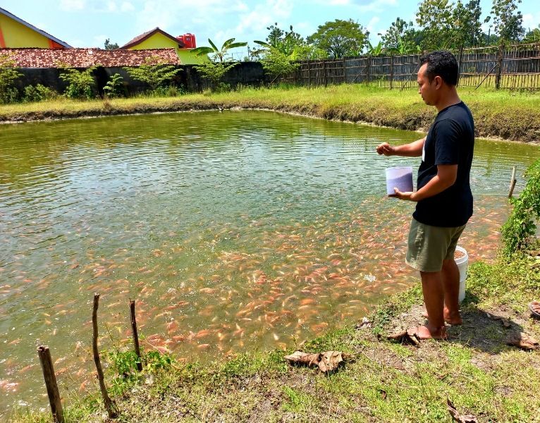 Kades Tlogotirto, Kecamatan Gabus, Tri Adi Saputra memberi makan ikan yang dipelihara di kolam di tanah kas desa.
