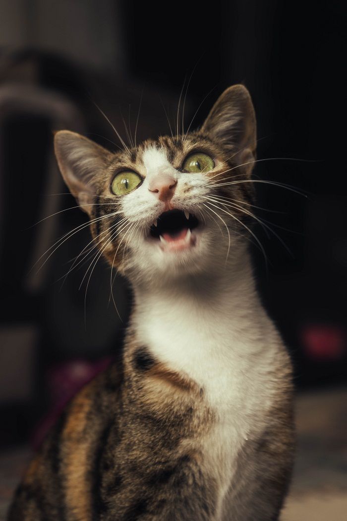 Kucing suka menggigit jari? Dikira makanankah?