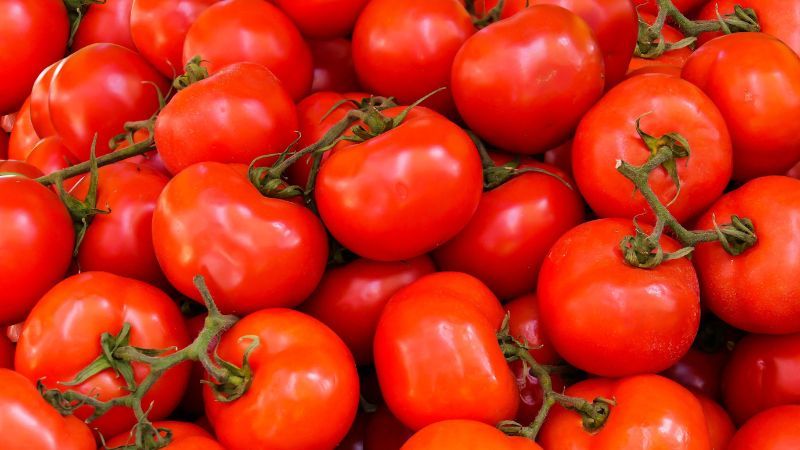 Mengumpulkan Data tentang Pertambahan Tinggi Bibit Tanaman Tomat adalah dengan Cara yang Bagaimana?