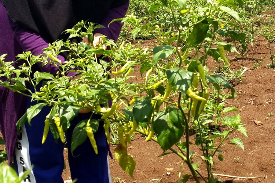 Tanaman cabe rawit domba ketika masih muda warna kuning, ketika sudah matang menjadi merah. Ramadhan 2023, harga komoditas cabe rawit merah dikhawatirkan terus melesat, dampak produksi pertanian terdampak cuaca ekstrem.