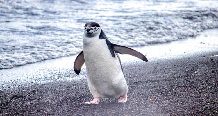 Ilustrasi penguin. Sebanyak ribuan Pinguin Magellan ditemukan mati di pantai Uruguai, yang diduga karena perubahan iklim.