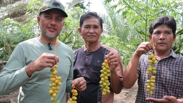 Wagub Sumatera Utara kunjungi kebun kurma