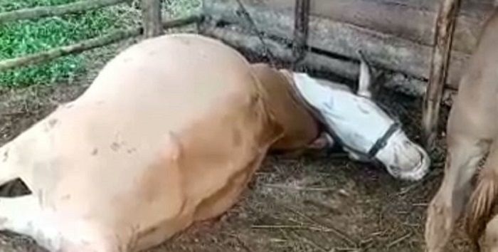 Salah satu sapi milik warga di Desa Selasari, Keamatan Parigi, Kabupaten Pangandaran, mati tersambar petir Kamis 23 Maret 2023 dini hari. Ada empat ekor sapi yang mati malam itu sehingga dikubur secara massal oleh warga.*