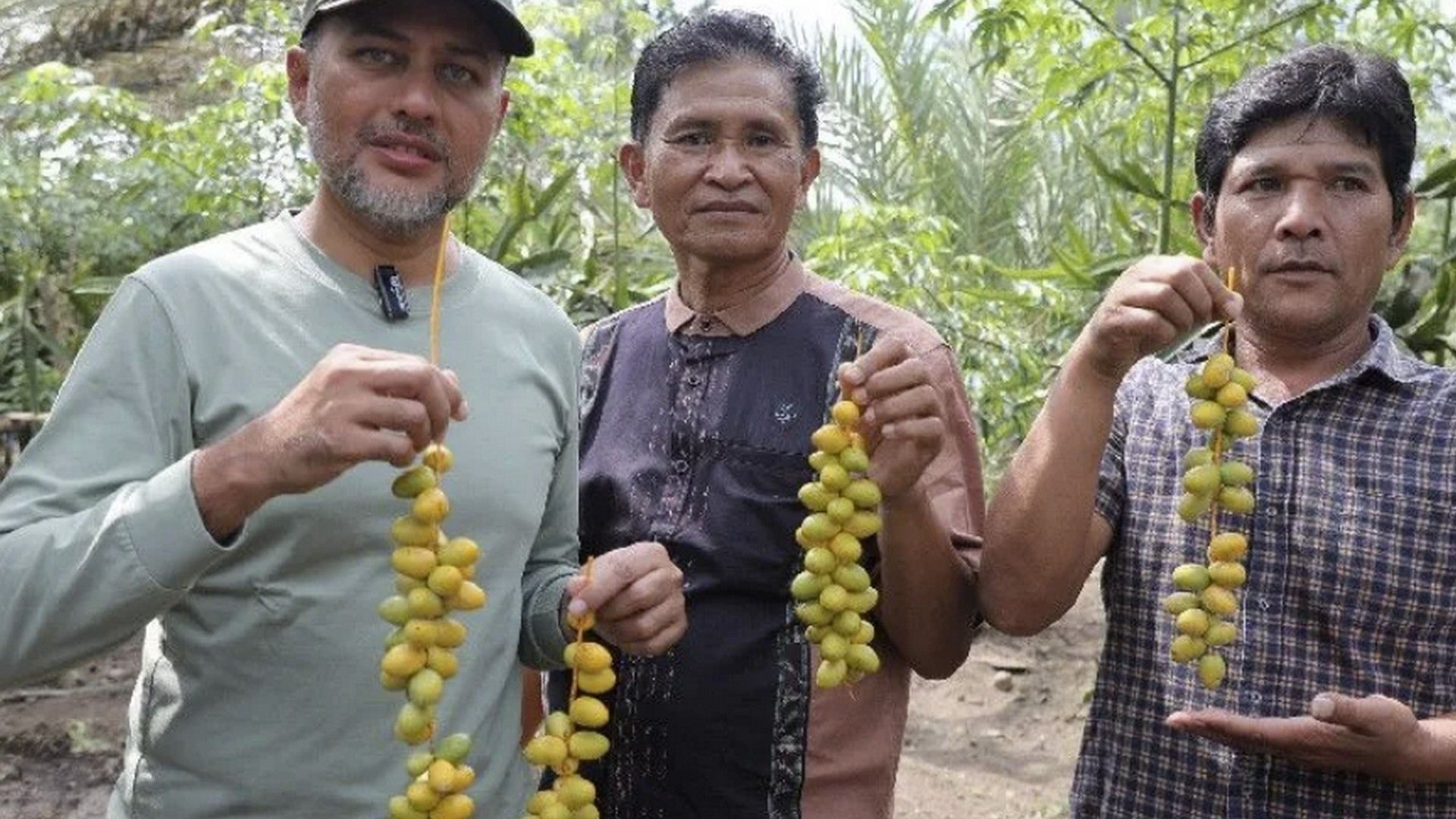 Wakil Gubernur Sumatera Utara Musa Rajekshah saat mengunjungi kebun kurma milik Bena Ukut Tarigan di Kutambaru, Kabupaten Karo, Rabu (22/3/2023).(ANTARA/HO)