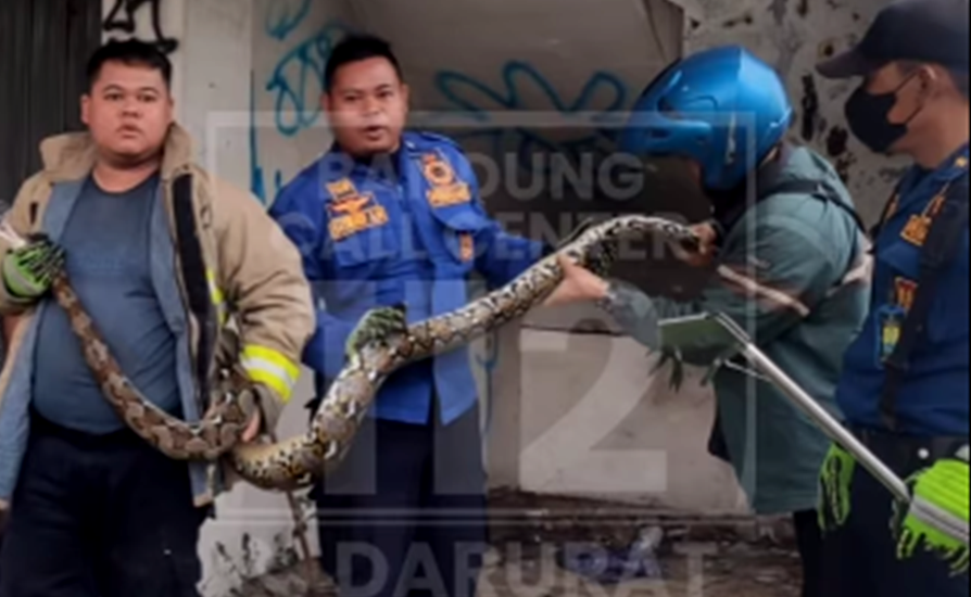 Di Cibiru, Kota Bandung, Jawa Barat, ada seekor ular besar masuk pemukiman di kawasan Cipadung, Sabtu, 23 Maret 2023