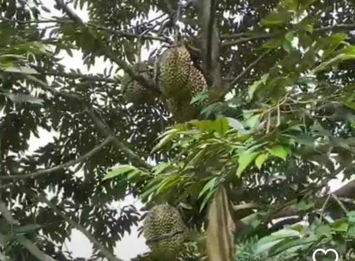 Ilustrasi durian, dimana puluhan kecamatan di Provinsi Banten jadi kawasan durian/Irfan Muntaha/Kabar Banten