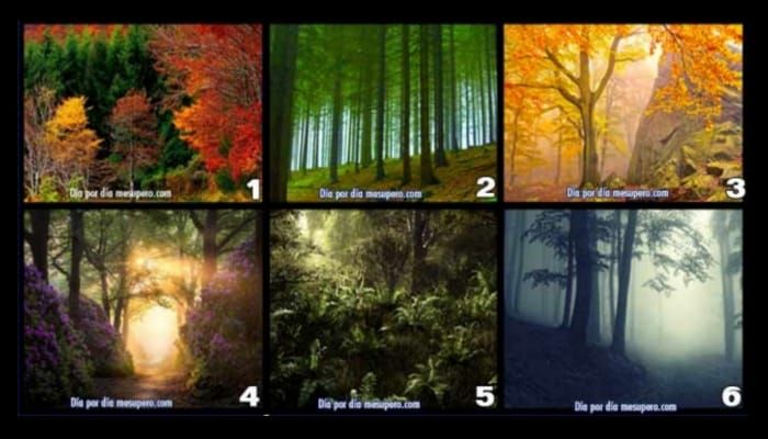 Personality Test: Ungkap Sifat dan Keberuntungan Anda Melalui Hutan yang Menarik Bagi Anda!