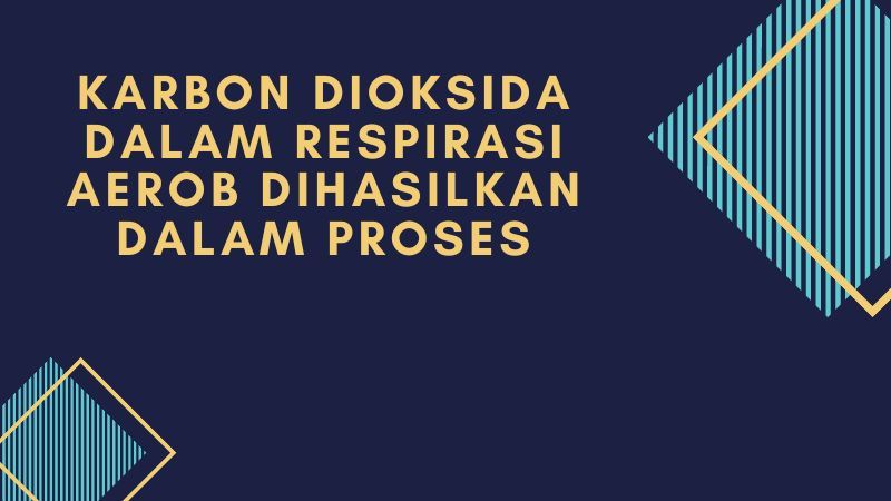 Karbon dioksida dalam respirasi aerob dihasilkan dalam proses