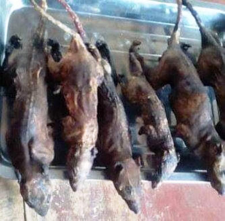 Tikus Hutan. Tertarik Mencoba? Ini Dia Makanan Ekstrim Khas Minahasa, Sulawesi Utara Paling Terkenal