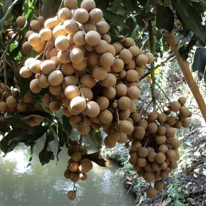 Buah kelengkeng