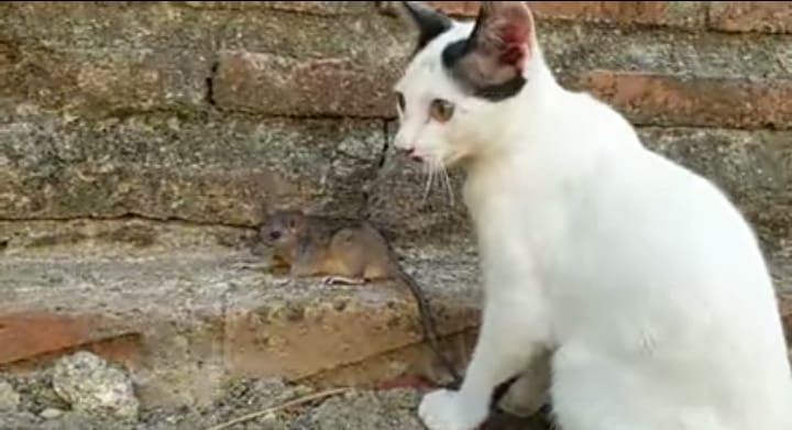 Ilustrasi Jika Anda Didekati Kucing, Akan Ada 3 Pertanda Ini dari Allah SWT