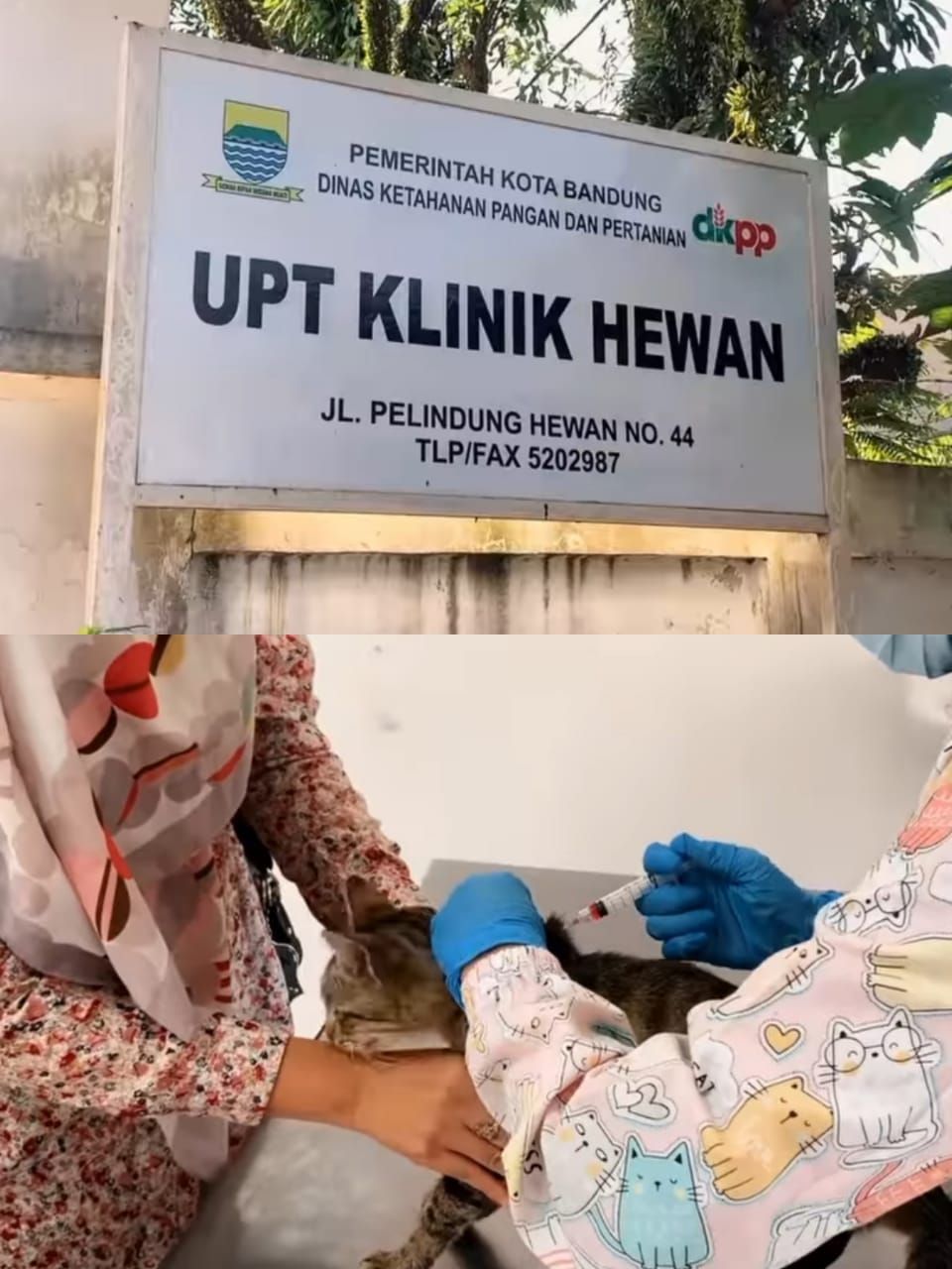 Ilustrasi, Kabar Gembira! Cek Kesehatan di UPTD Klinik Hewan Kota Bandung Digelar Gratis, Berikut Infonya
