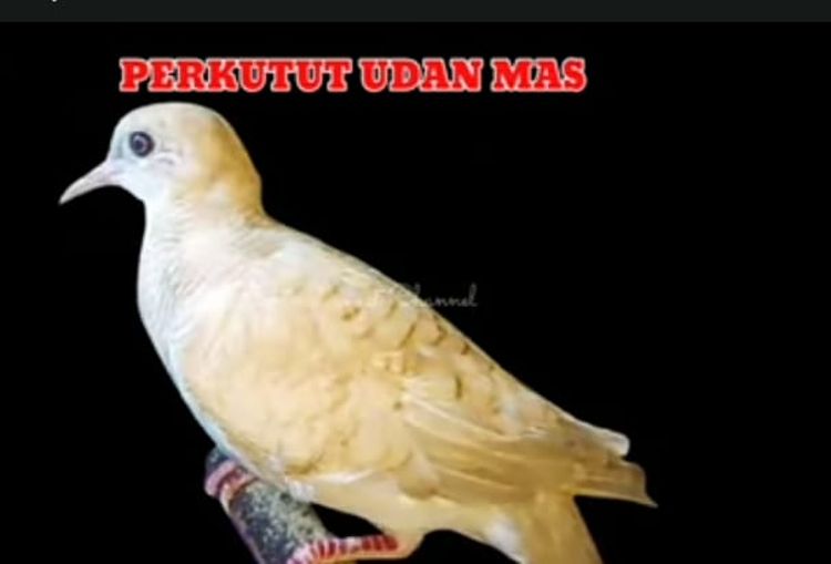 Burung Perkutut yang sama namanya dengan Keris Pusaka, salah satunya Perkutut Udan Mas.