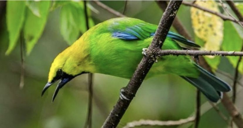 Cucak Ijo Masuk Dalam Burung Yang Dilindungi di Indonesia, Berikut Jenis-jenisnya Biar Kamu Paham