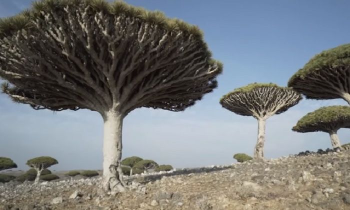 Pohon Naga yang merupakan Fauna endemik khas Pulau Socotra. 