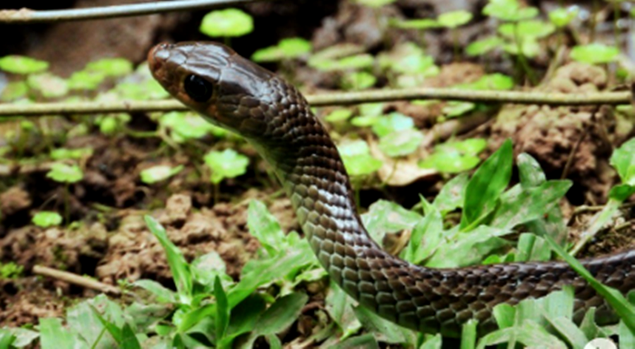 Di Tahura Djuanda Bandung ada ular koros atau ular jali penghuni taman hutan raya itu.