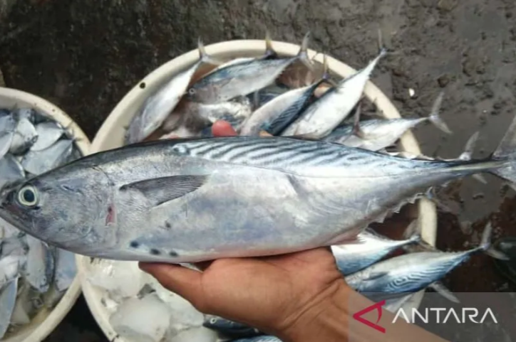 Bulan Ramadhan Bikin Masyarakat Sukabumi Gila-gilaan Beli Ikan Tongkol, Kenapa Ya?