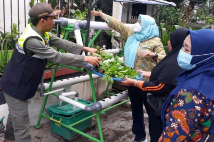 Warga Kelurahan Jelambar Jakarta Barat Nikmati Hasil Panen Pakcoy dan Kangkung