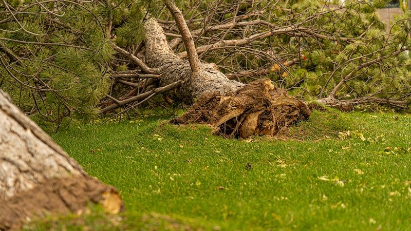 Dengan Adanya Mikoriza pada Akar, Tumbuhan Pinus Akan Mendapatkan?