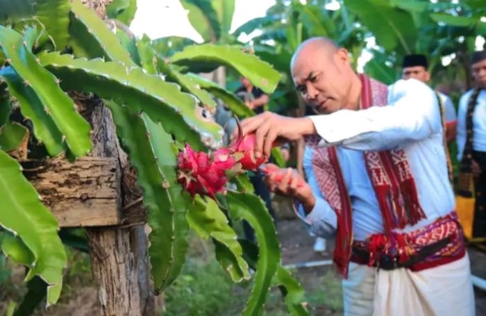 Gubernur VBL Kunjungi Kebun Percontohan Kelompok Tani Kampung Daun Desa Baumata