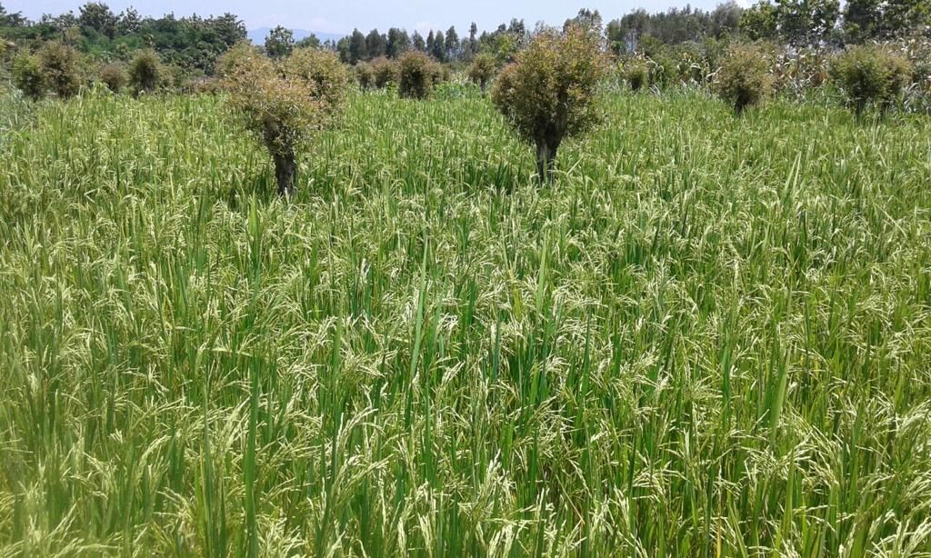 Padi Gamagora 7 temuan tim UGM ini memiliki keunggulan hasil produksi tinggi dan memiliki ketahanan terhadap hama wereng serta penyakit. 