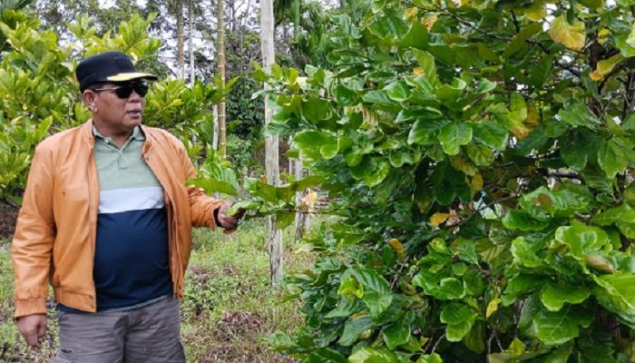 Bupati Citra saat meninjau langsung tanaman Kopi milik warga Desa Padang, Kecamatan Karimata