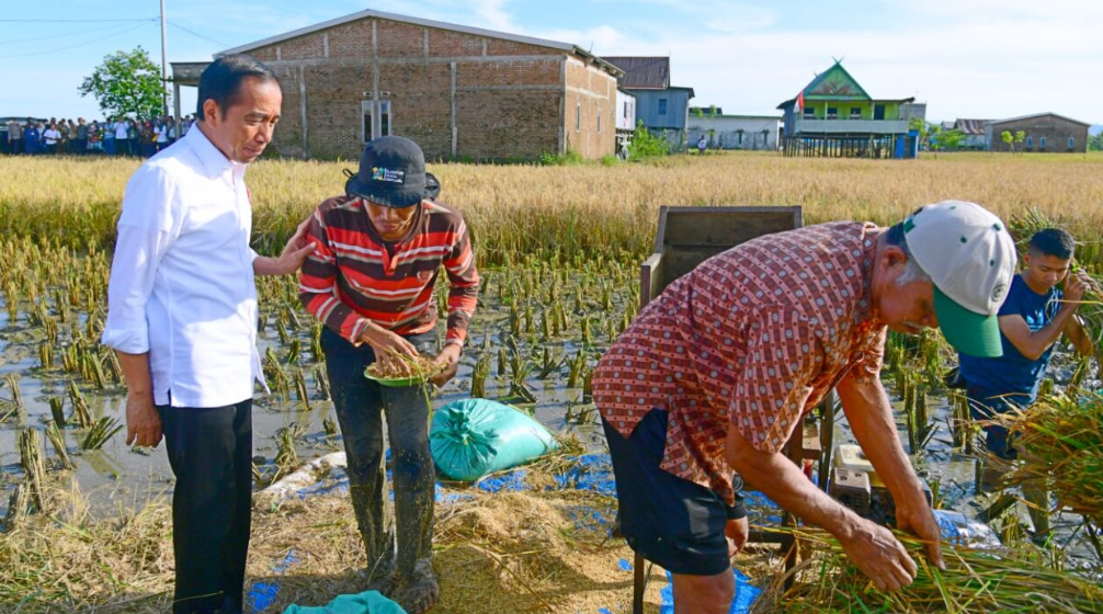Presiden Joko Widodo meninjau secara langsung pelaksanaan panen raya padi di Kabupaten Maros, Provinsi Sulawesi Selatan, pada Kamis pagi, 30 Maret 2023./BPMI