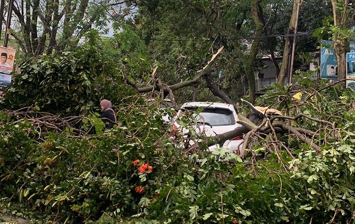 Mobil yang tertimpa pohon tumbang di Jalan Dakota Sukaraja Bandung, Minggu, 2 April 2023. Hari ini Bandung diterjang hujan es dan pohon tumbang./netizen PFRM