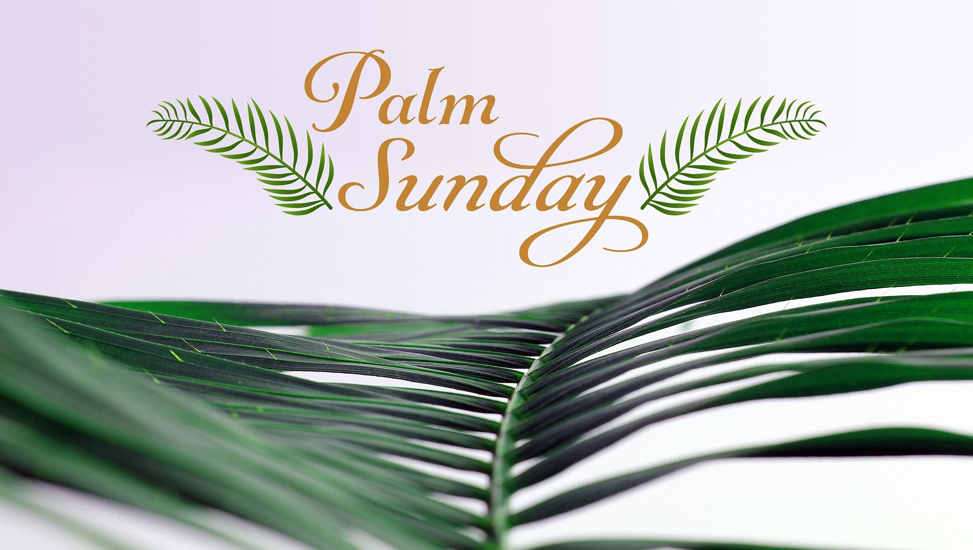 Ketahui makna daun palma bagi umat Katolik lengkap dengan arti minggu palma yang diperingati hari ini. 
