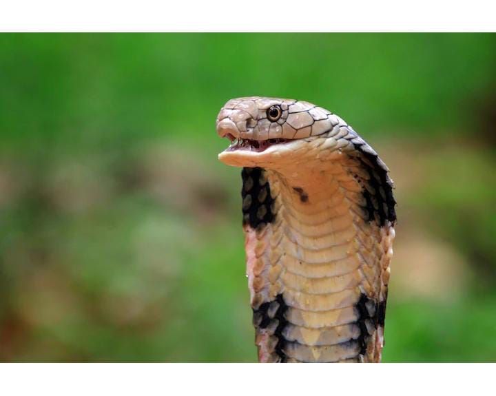 Ilustrasi ular kobra, spesies paling mematikan di dunia binatang.