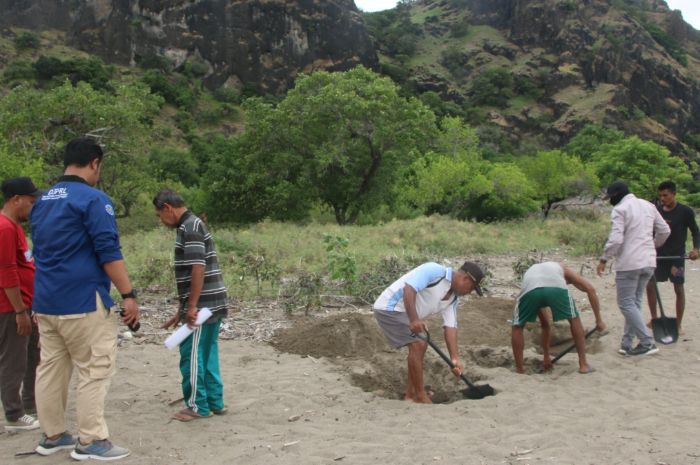 Bangkai mamalia laut pun akhirnya dikubur di Pantai Oebubun