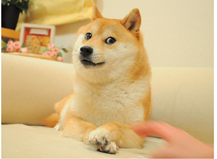 Kenapa Logo Twitter berubah menjadi gambar anjing Shiba Inu