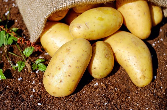 Ilustrasi kentang 