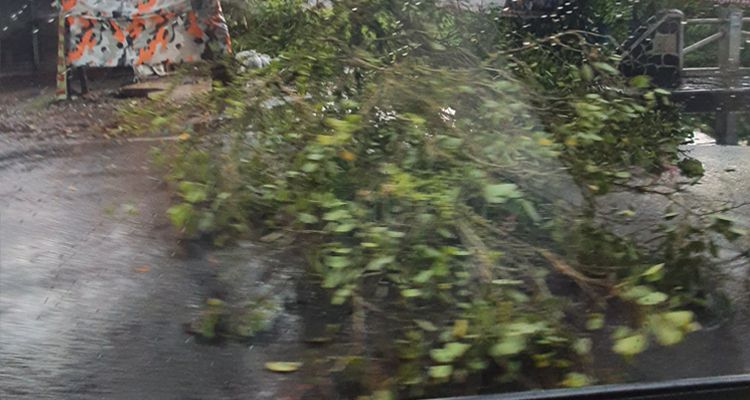 Pohon tumbang di Jalan Sukabumi, Kota Bandung pada sore hari ini Minggu 24 April 2023 usai hujan deras melanda